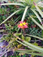 Epidendrum fulgens