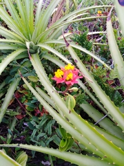 Epidendrum fulgens
