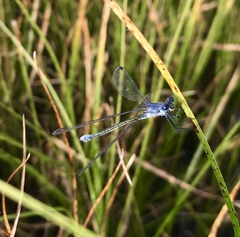 Lestes macrostigma
