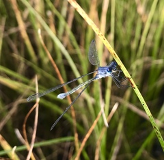 Lestes macrostigma