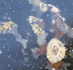 Siphonaria australis