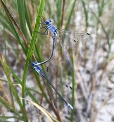 Lestes macrostigma