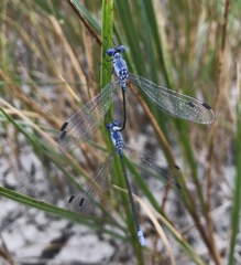 Lestes macrostigma