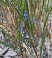 Lestes macrostigma