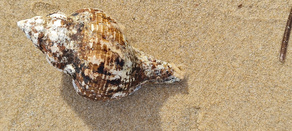 Australian Horse Conch from Port Noarlunga South SA 5167, Australia on ...