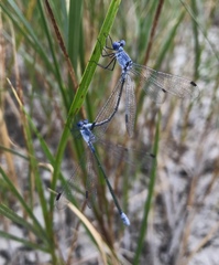 Lestes macrostigma