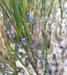 Lestes macrostigma