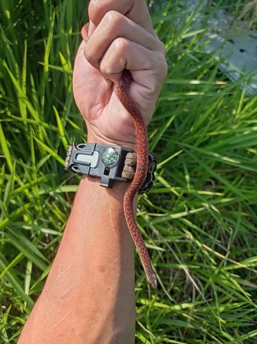 Dark-grey Ground Snake