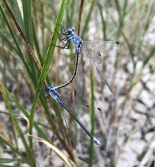 Lestes macrostigma