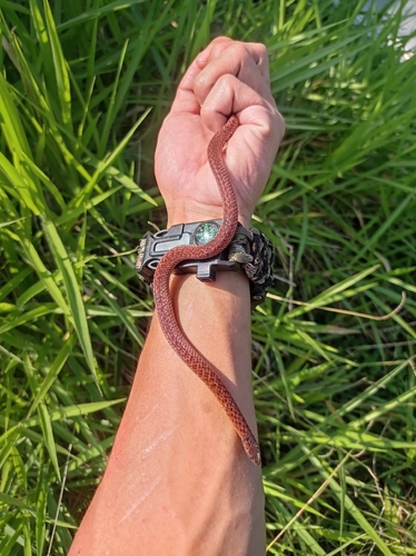 Dark-grey Ground Snake