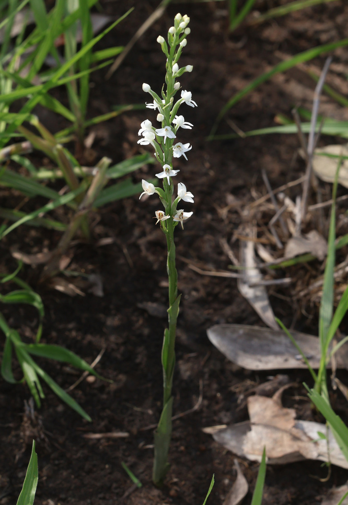 Habenaria ochroleuca
