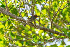 Myzomela cardinalis