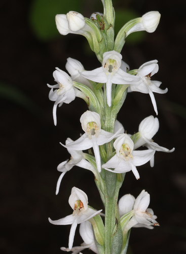 sickle orchid (Habenaria ochroleuca)