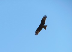 Milvus migrans lineatus