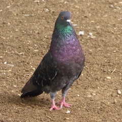 Columba livia domestica