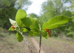 Strophanthus boivinii image