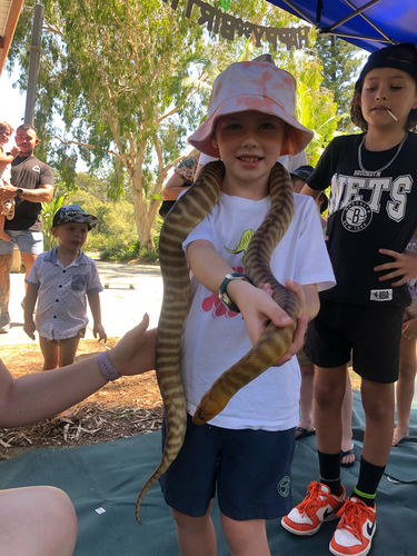 Woma Python sighting