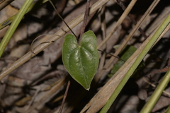 Dioscorea transversa