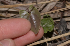 Dioscorea transversa