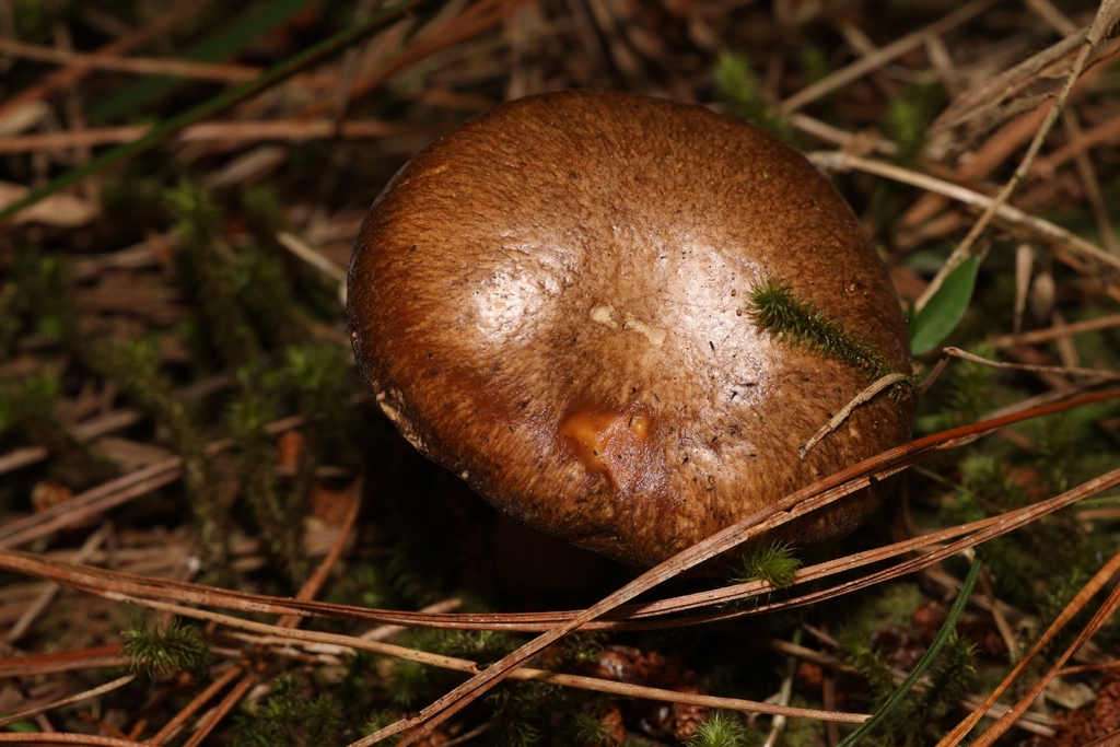 Suillus salmonicolor · December 2025 · photo: © andrianl (iNaturalist, cc-by)