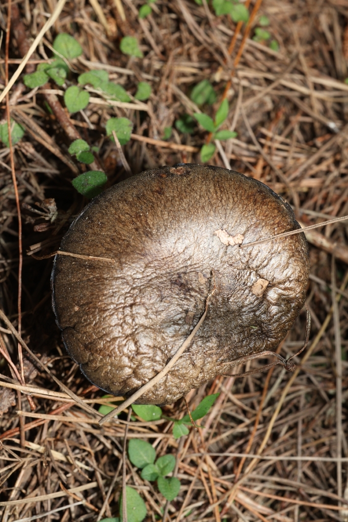 Suillus salmonicolor · December 2025 · photo: © andrianl (iNaturalist, cc-by)