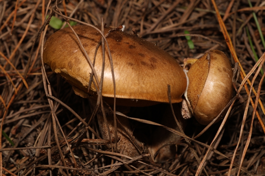 Suillus salmonicolor · December 2025 · photo: © andrianl (iNaturalist, cc-by)