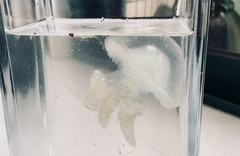 Acromitus flagellatus
