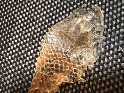 Eastern Small-eyed Snake sighting