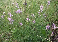 Astragalus silvisteppaceus