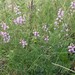 Astragalus silvisteppaceus - Photo (c) Mihail Knjasev, some rights reserved (CC BY-NC), uploaded by Mihail Knjasev