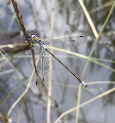 Lestes sponsa