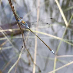 Lestes sponsa