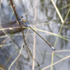 Lestes sponsa