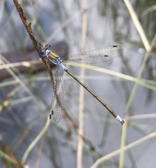 Lestes sponsa
