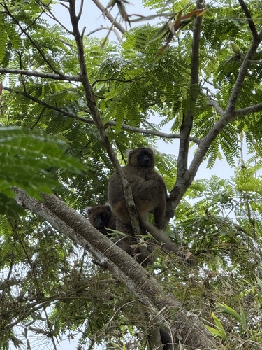 Greater Bamboo Lemur