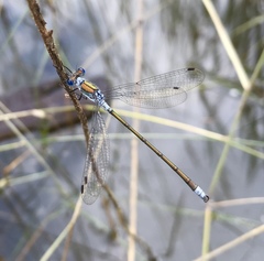Lestes sponsa