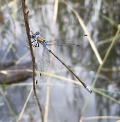 Lestes sponsa