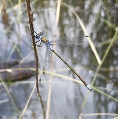 Lestes sponsa