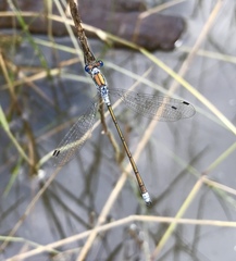 Lestes sponsa