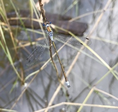 Lestes sponsa