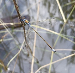 Lestes sponsa
