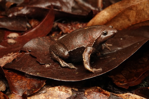 Brown Egg Frog