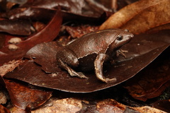 Brown Egg Frog photo 1