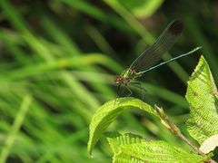 Calopteryx amata