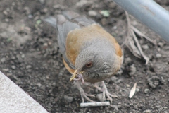 Turdus rufopalliatus