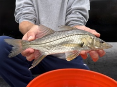 Swordspine Snook photo 1