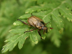 Exomala pallidipennis