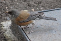 Turdus rufopalliatus