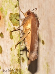 Ophiusa trapezium