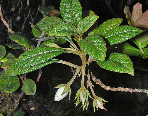 Cyrtandra lessoniana observed 2003-03-15